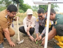 Manfaatkan Lahan Tidur, Pemkab Bojonegoro Berdayakan Petani Tanam Pepaya California