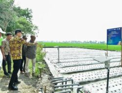 Program Pendampingan Bank Indonesia (BI) Berhasil Tingkatkan Produktivitas Beras Sehat